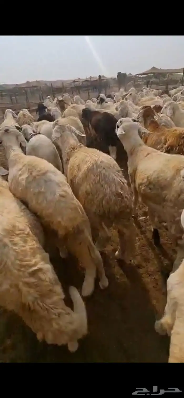 طليان سواكن مرابي اوزان 1