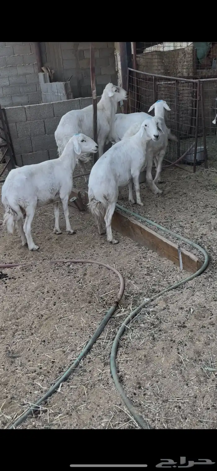 أربع ضان حريات وفحلها عدد 5 ب الفحل الأسنان جمع ظروسها زينه 1