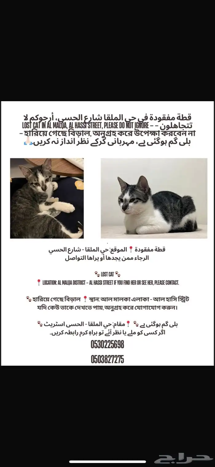 قطة مفقوده في حي الملقا 1