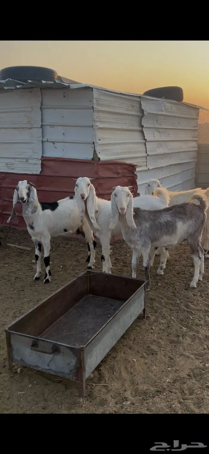 تيس هولندي فحل شرط القريع 6