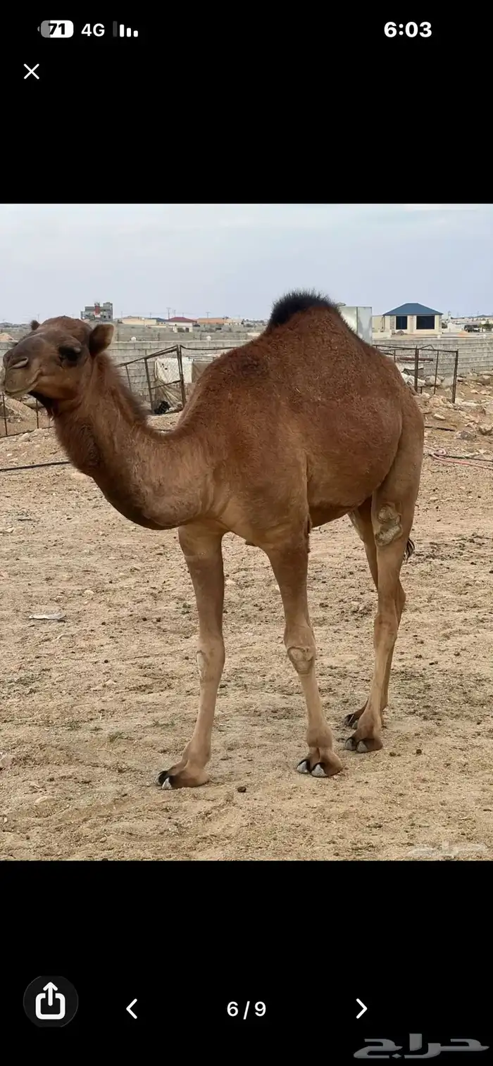 للبيع بكرة لقيه ابوها كفو ومعروف 5