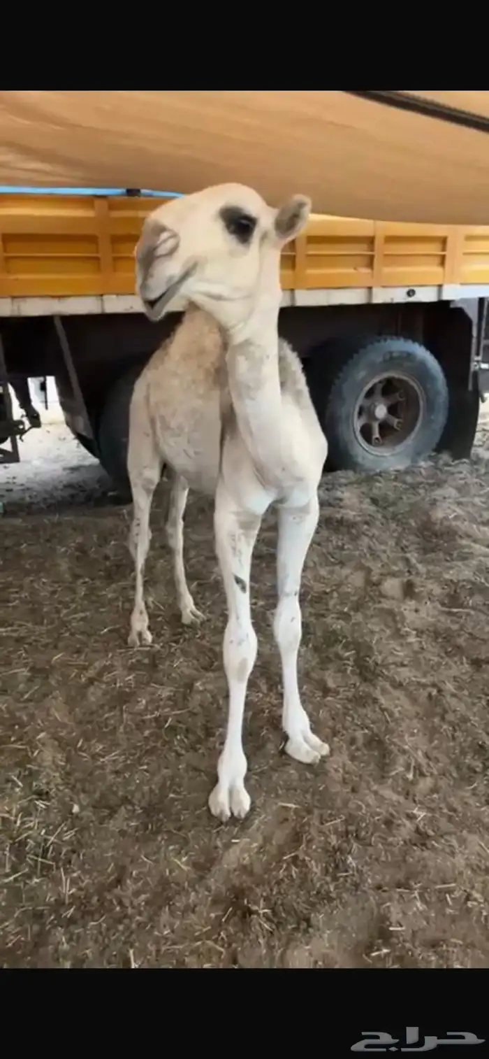 قعود أوضح فاخر مشروع فحل 8