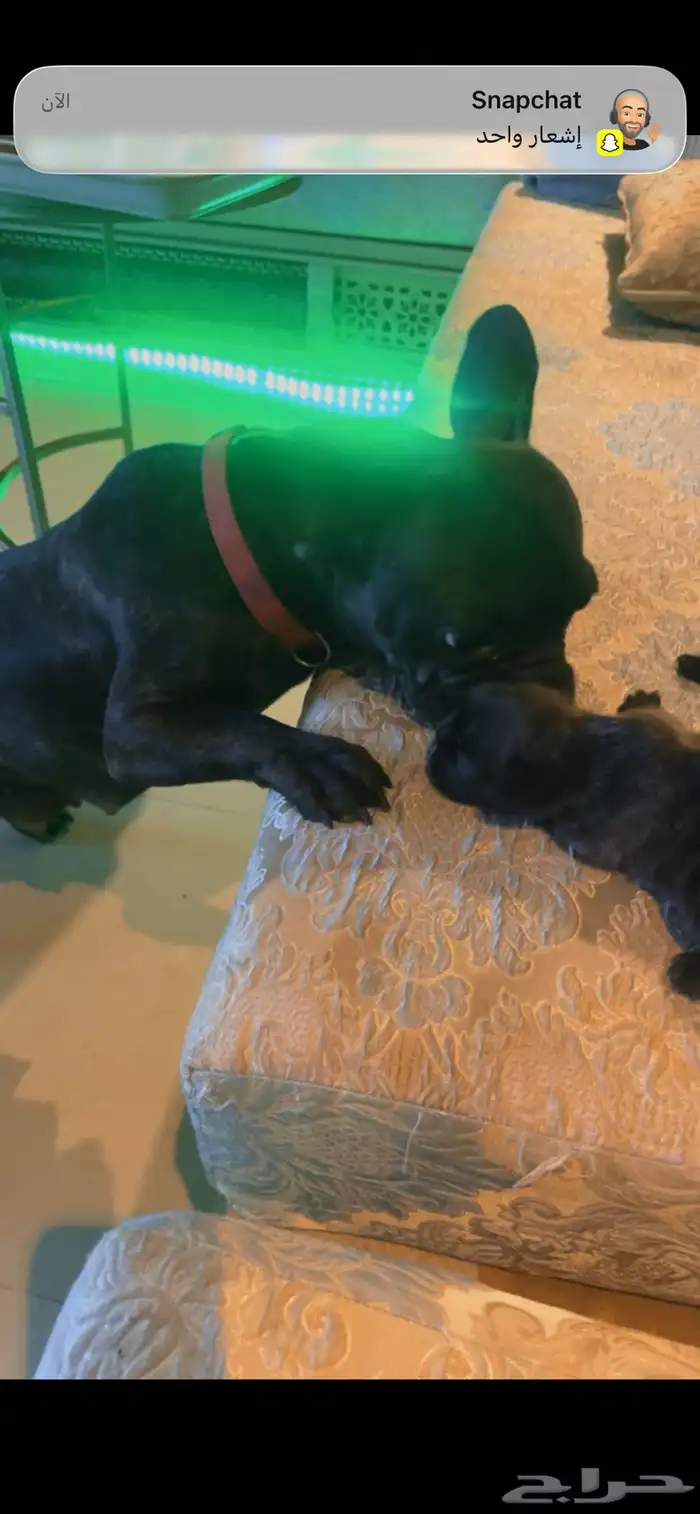 فرنش بول دوق بيور 45يوم 7