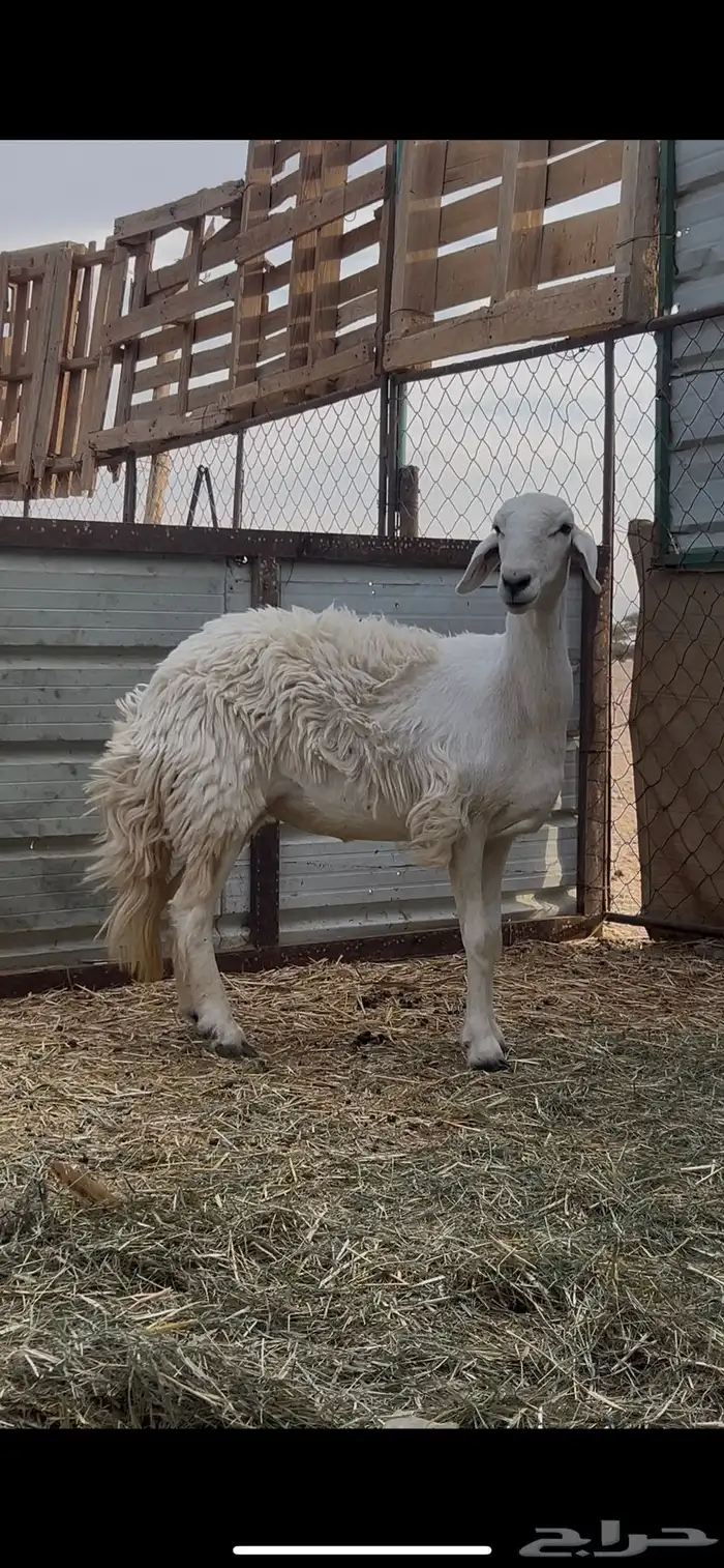 حريه صنف للبيع 2