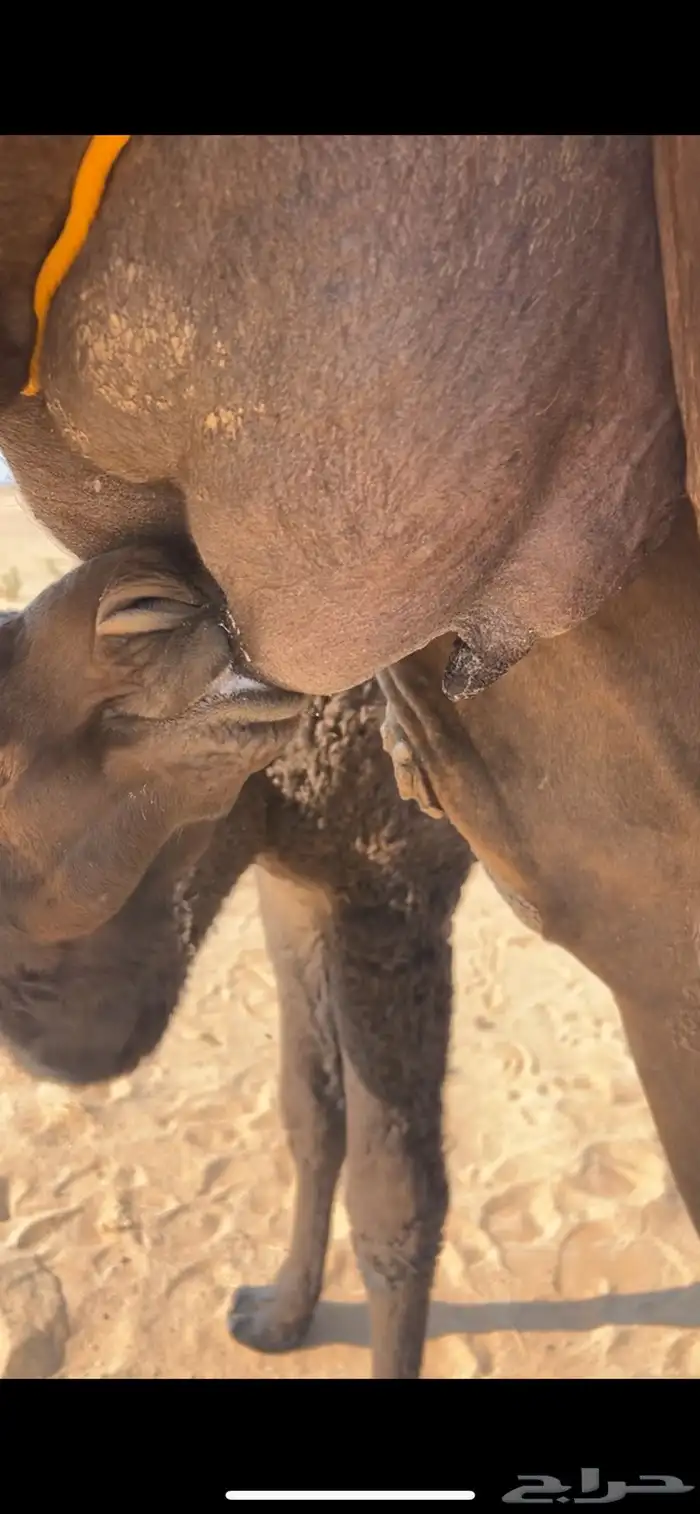 خلفة مجهم كفو 2