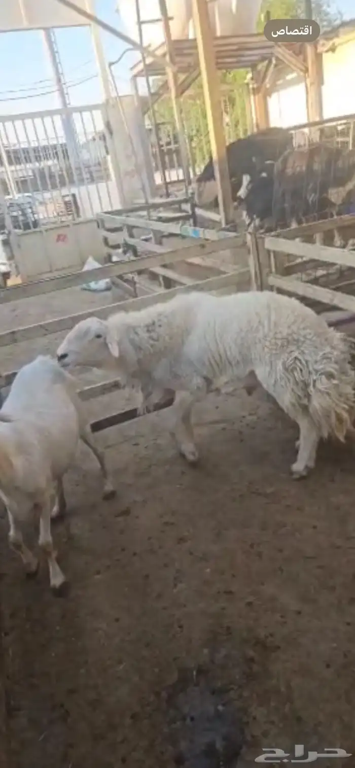 للبيع خرفان فحول 1