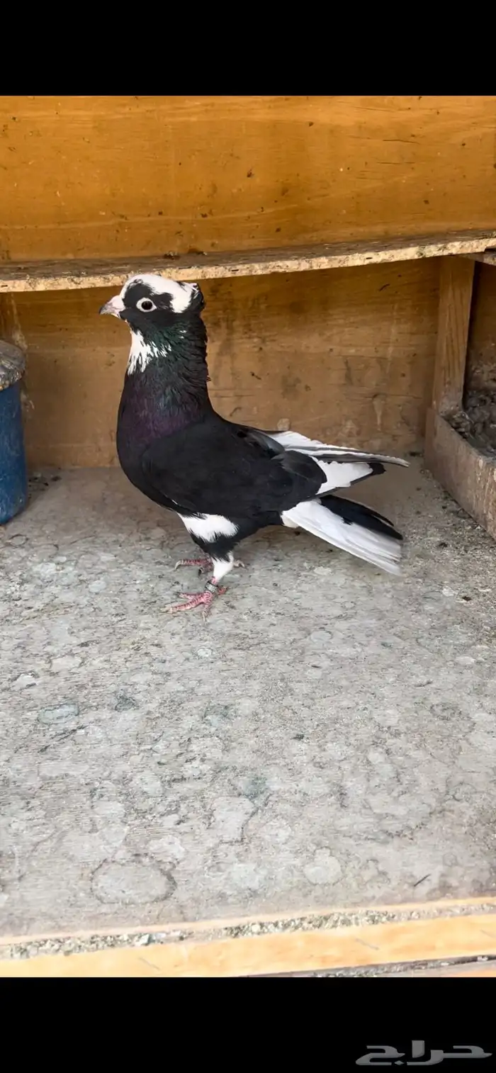 حمام قطيفي للبيع (تم البيع ) 8