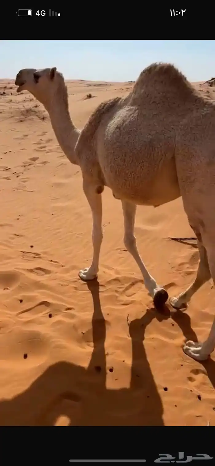 ثنو طيبه لقحه سليمه من العذاريب 2