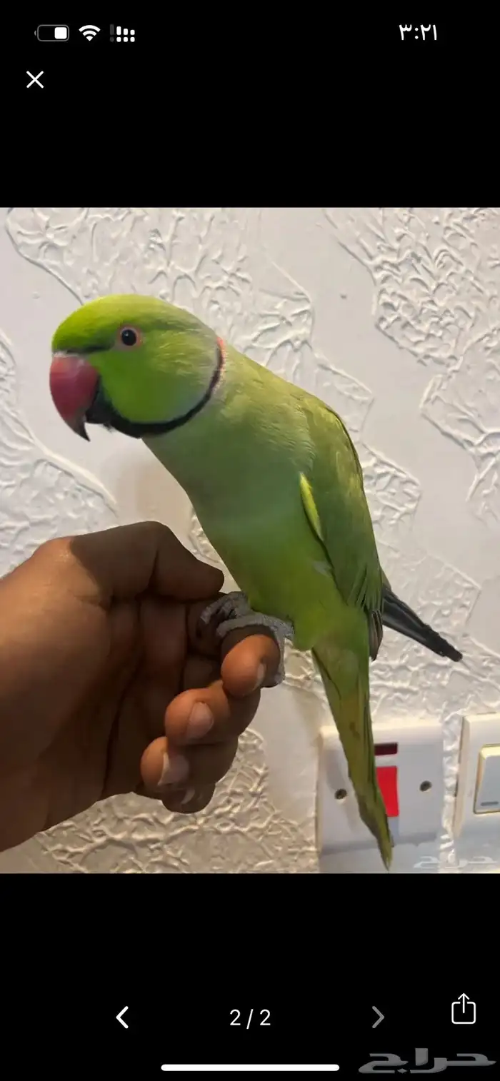ترويض وتوليف الببغاوات 0
