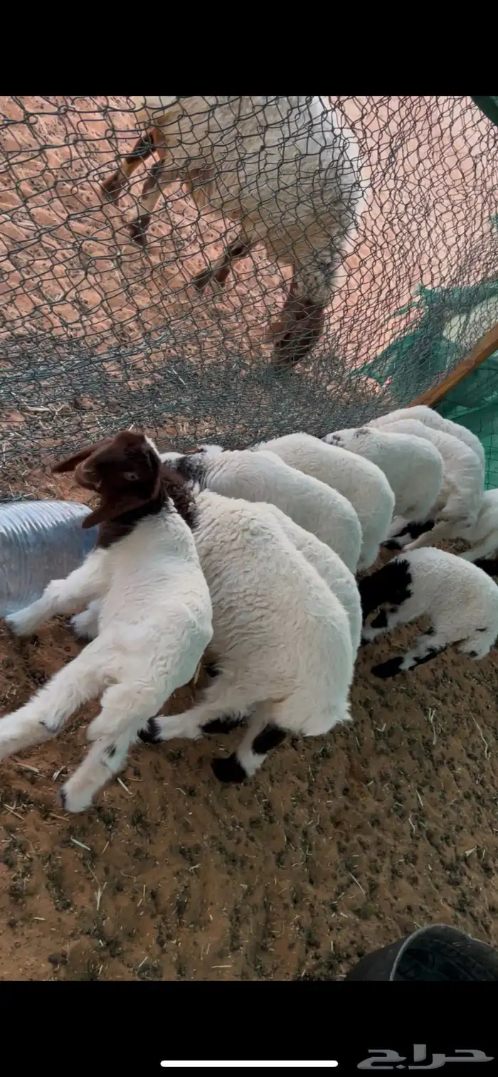 رغايث نعيم العدد 7 0