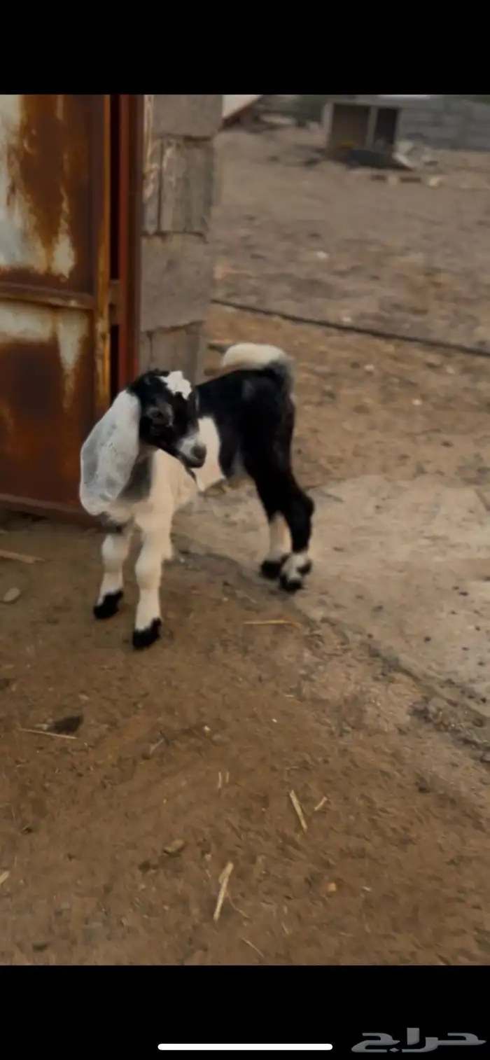 تيسين العمر 23 4