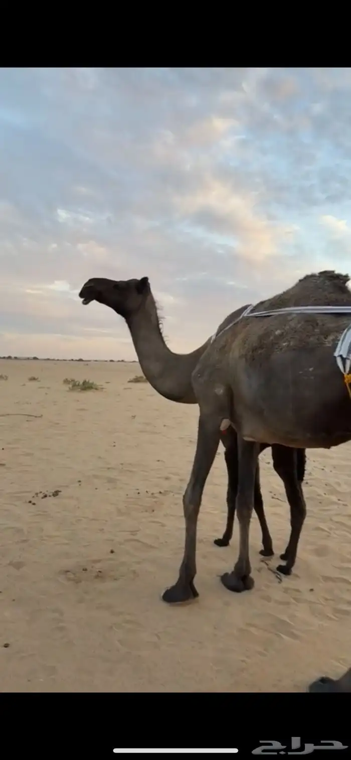 خلفة مجهم كفو 6