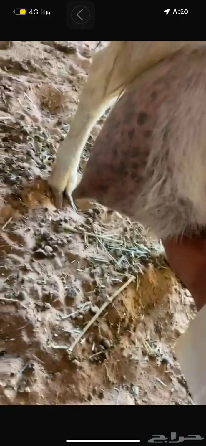 عنز متوم حليب وافرر 4