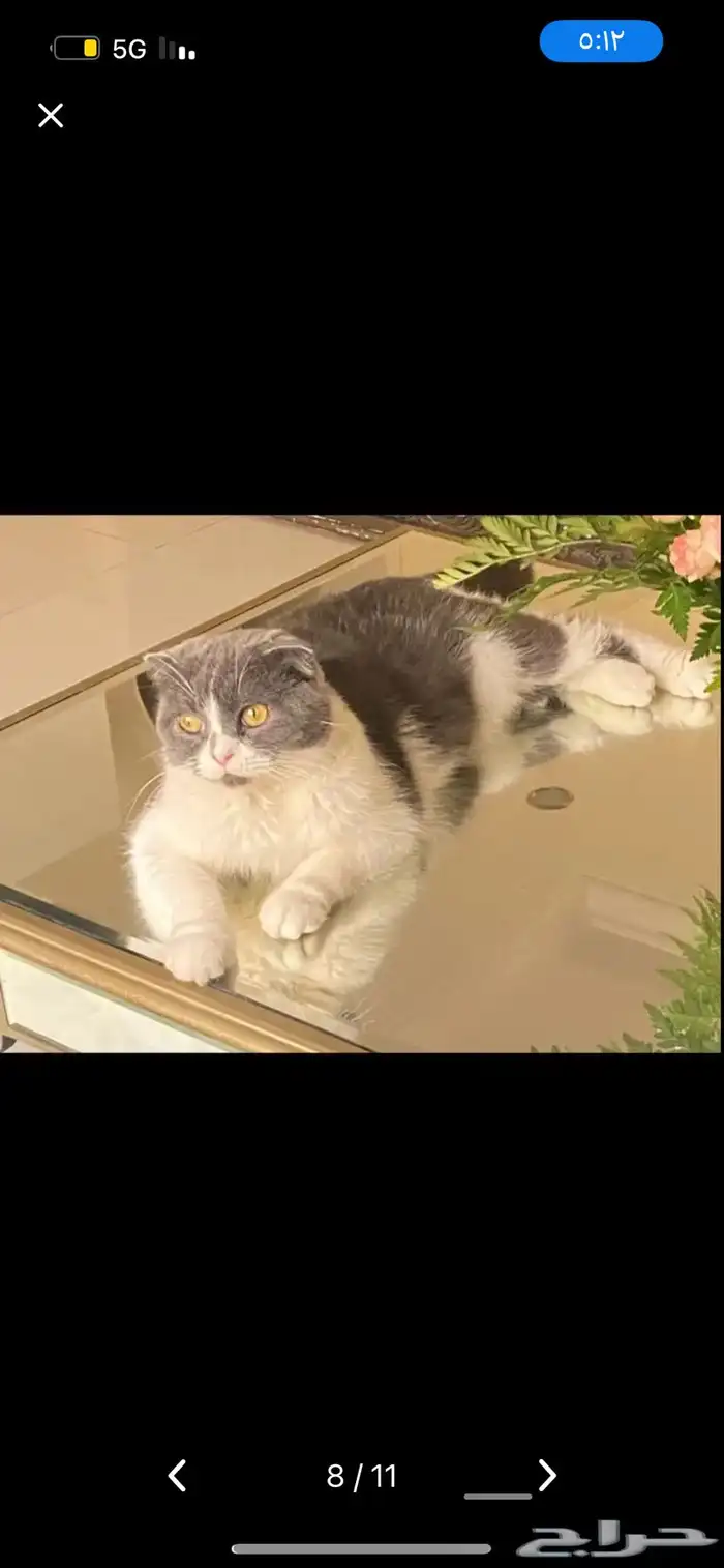 قطوه عمرها أربع سنوات للتبني 0