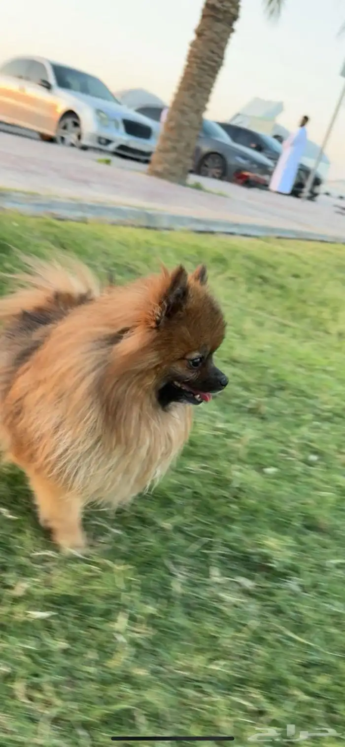 كلب بومريان 0