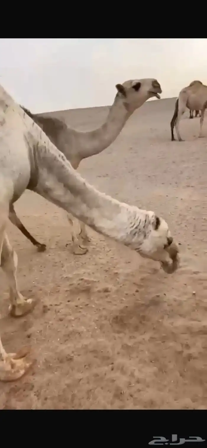 قعود أوضح فاخر مشروع فحل 0