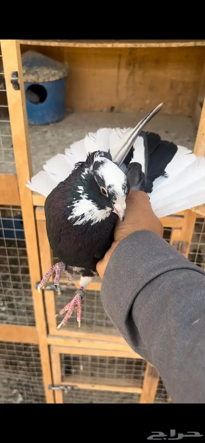 حمام قطيفي للبيع (تم البيع ) 0