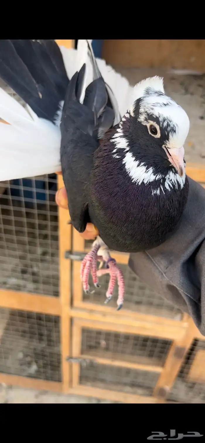 حمام قطيفي للبيع (تم البيع ) 2