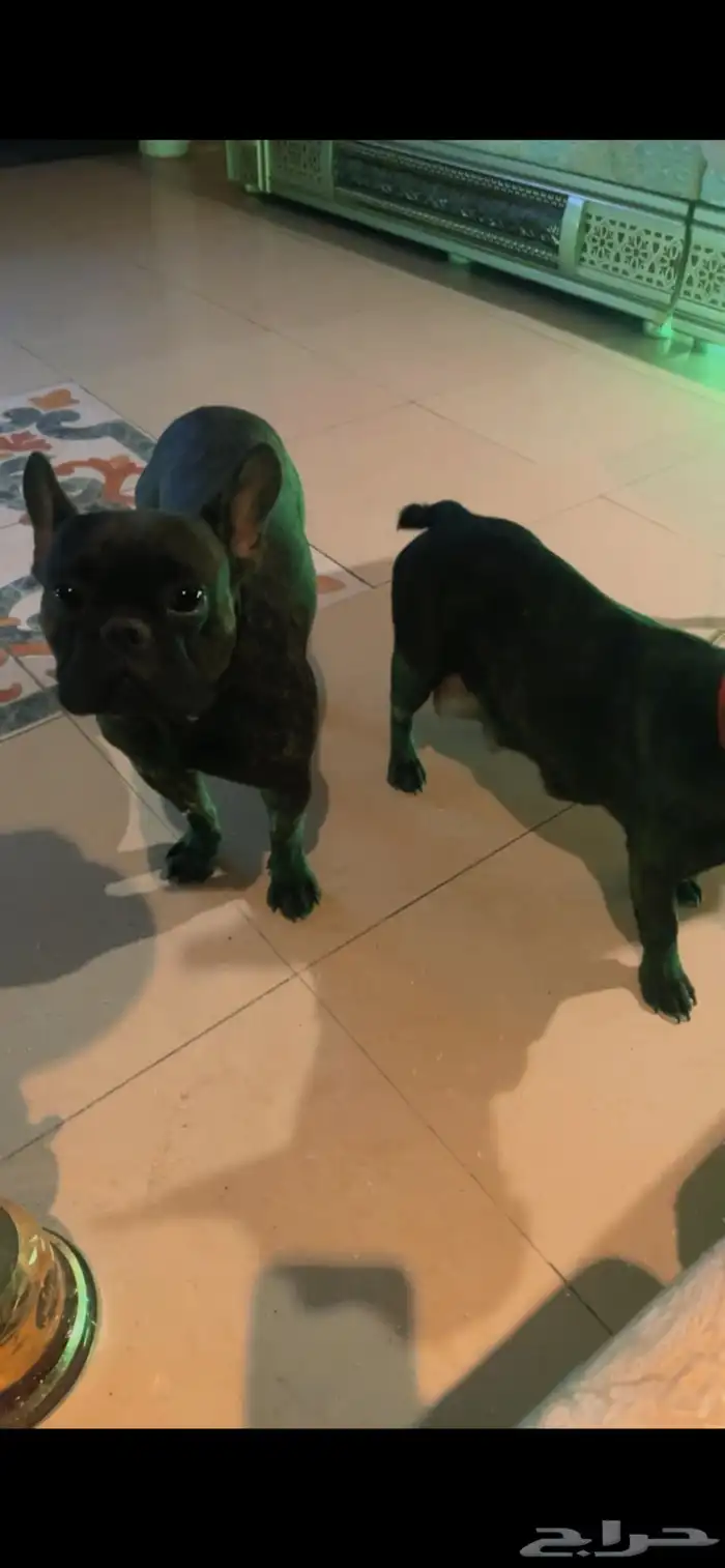 فرنش بول دوق بيور 45يوم 8