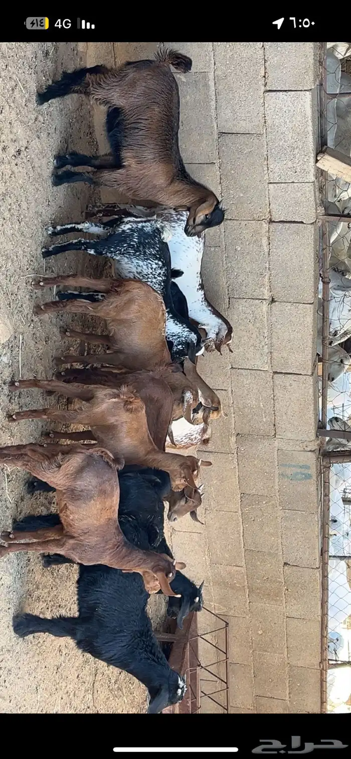 تيوس وعنقان 0