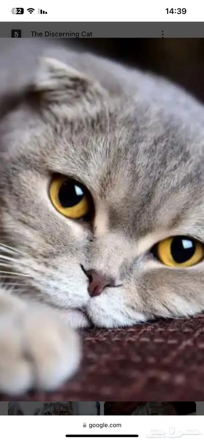 سكوتش فولد تزواج 0