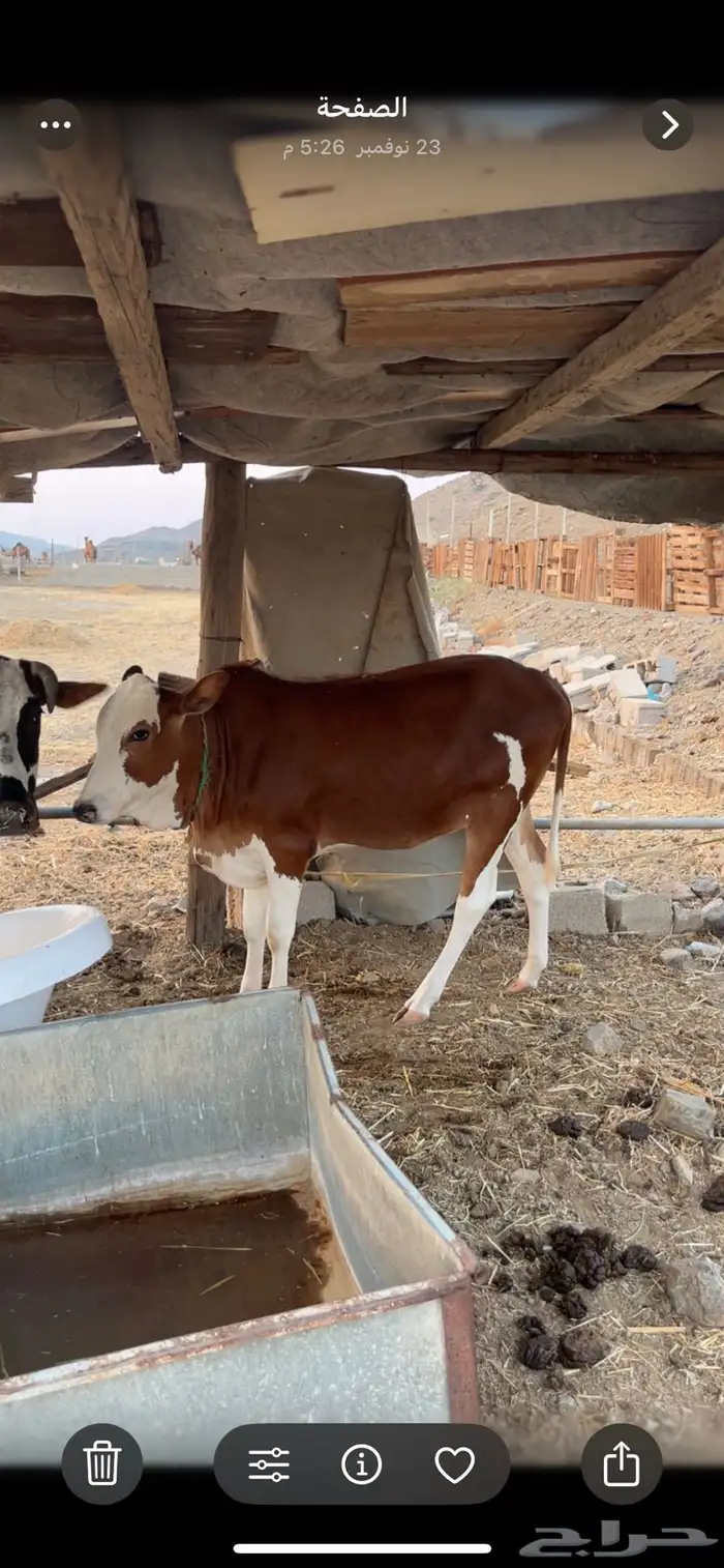 حسيله صنف للبيع 0