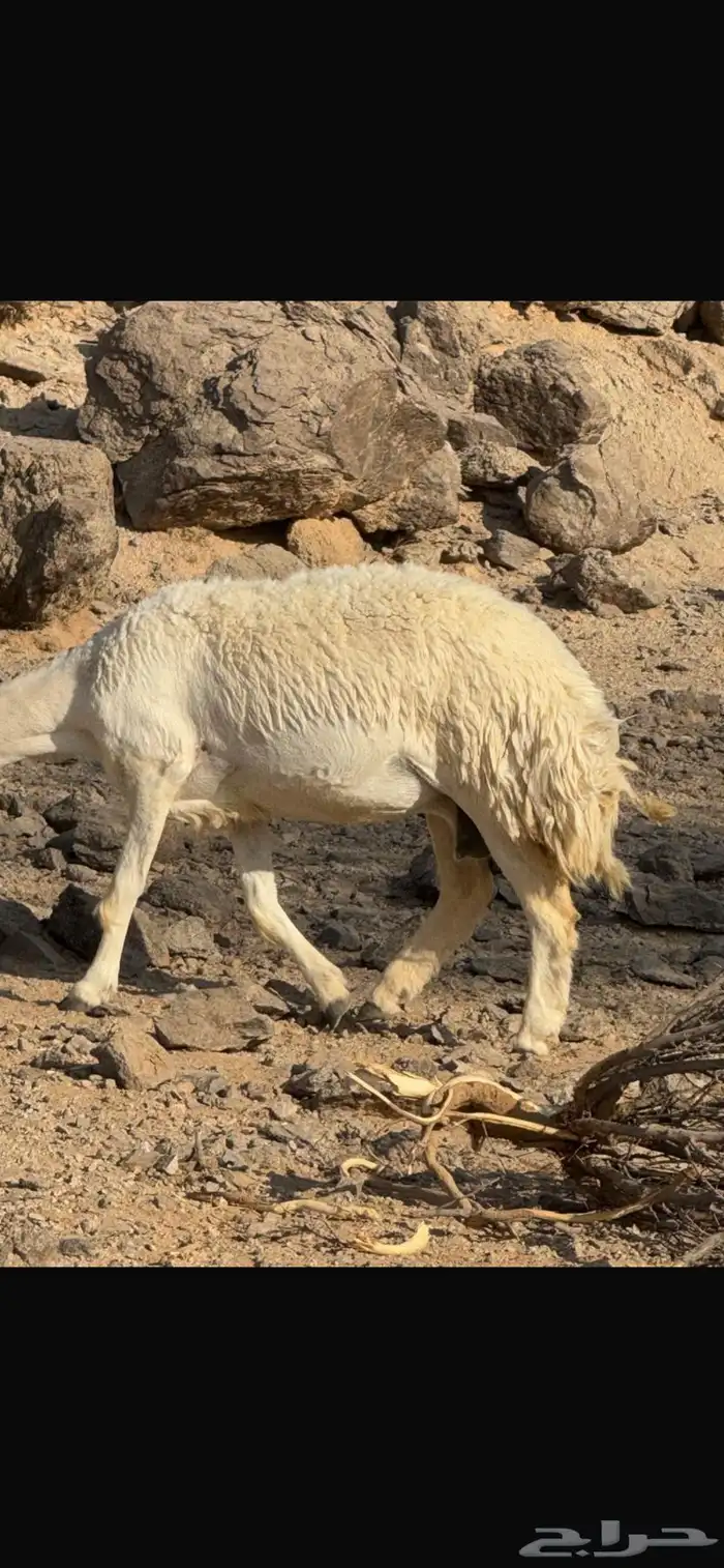 حريات حرش 10