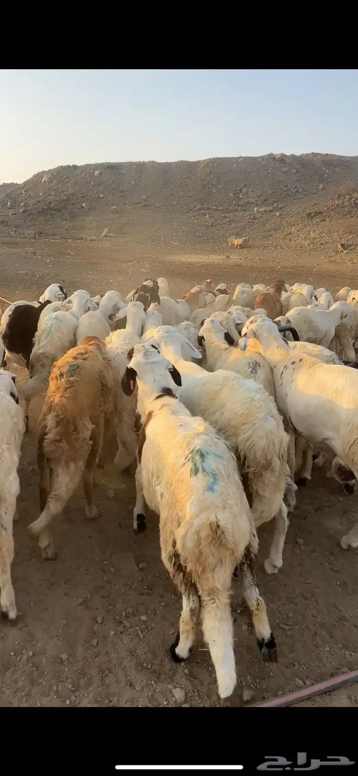 طليان سواكن أوزان 20 كيلو على 900 ريال 1