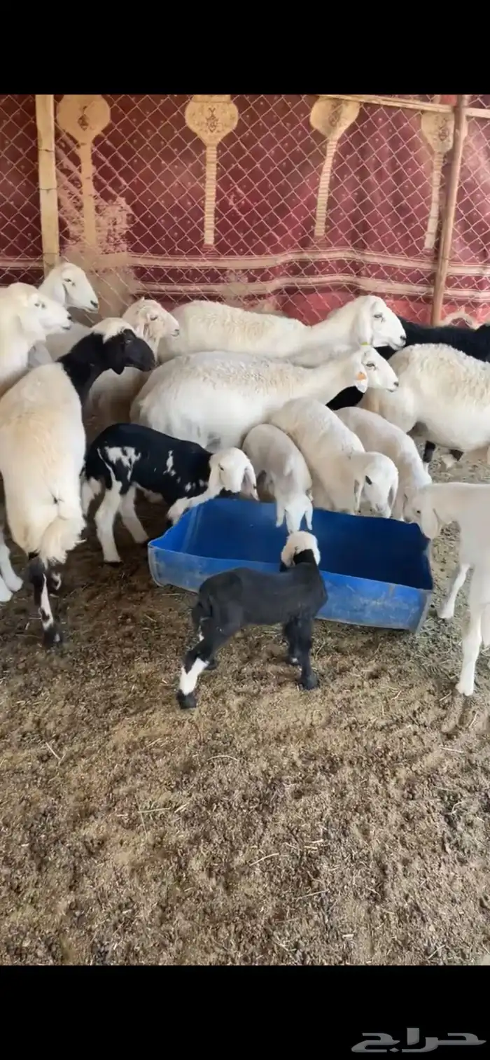 حريات وليد ودفيع 0