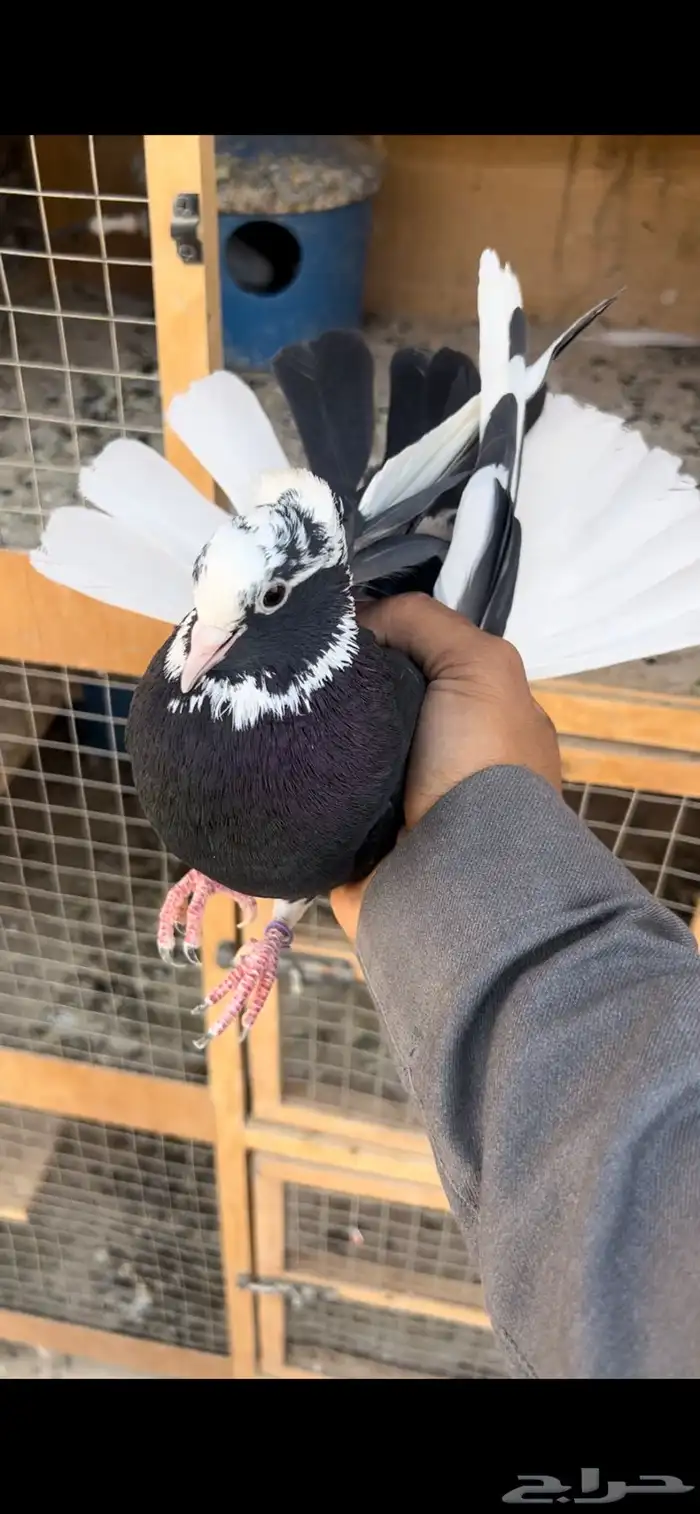 حمام قطيفي للبيع (تم البيع ) 3