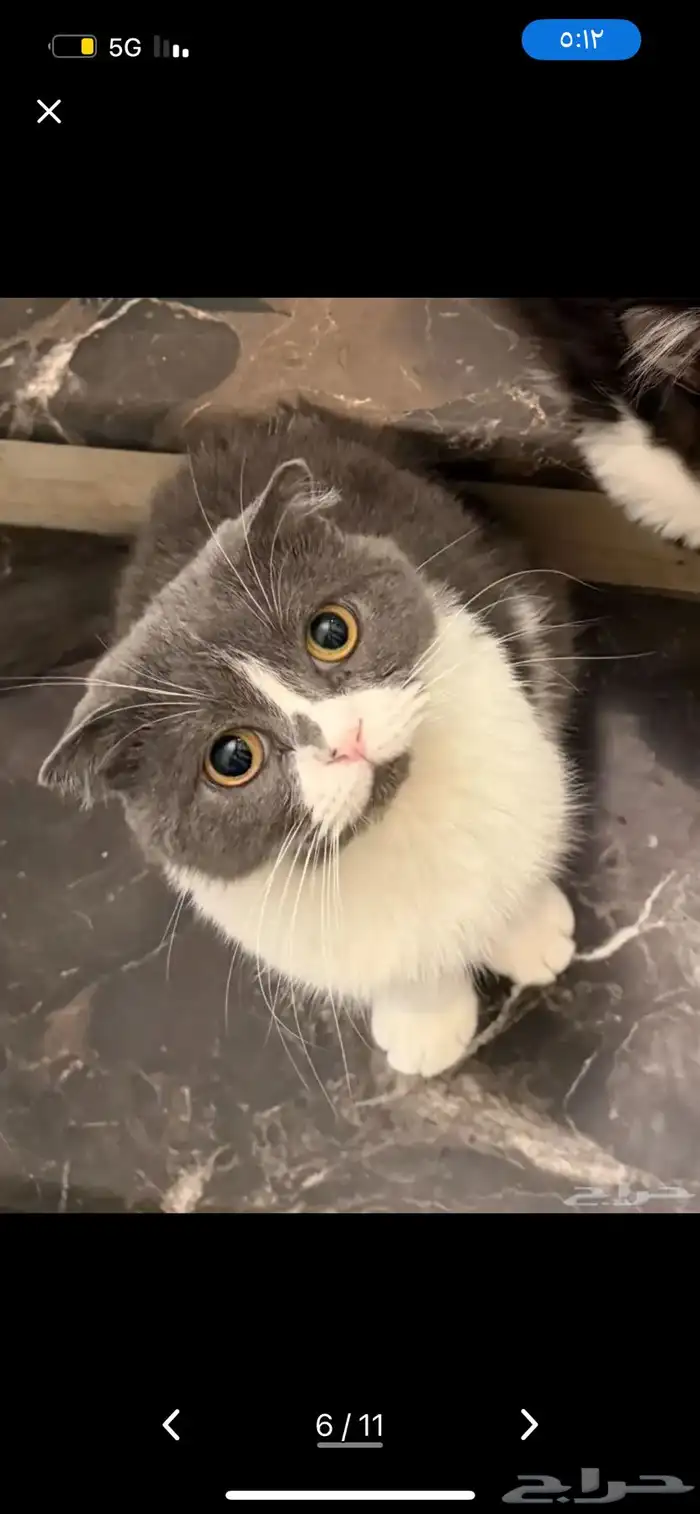 قطوه عمرها أربع سنوات للتبني 1