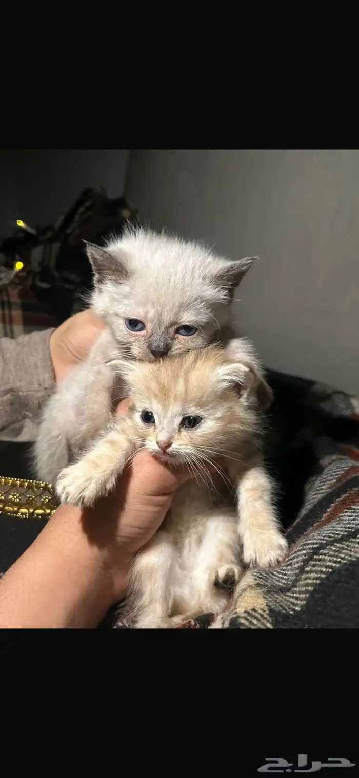 قطط كيتن للبيع 0