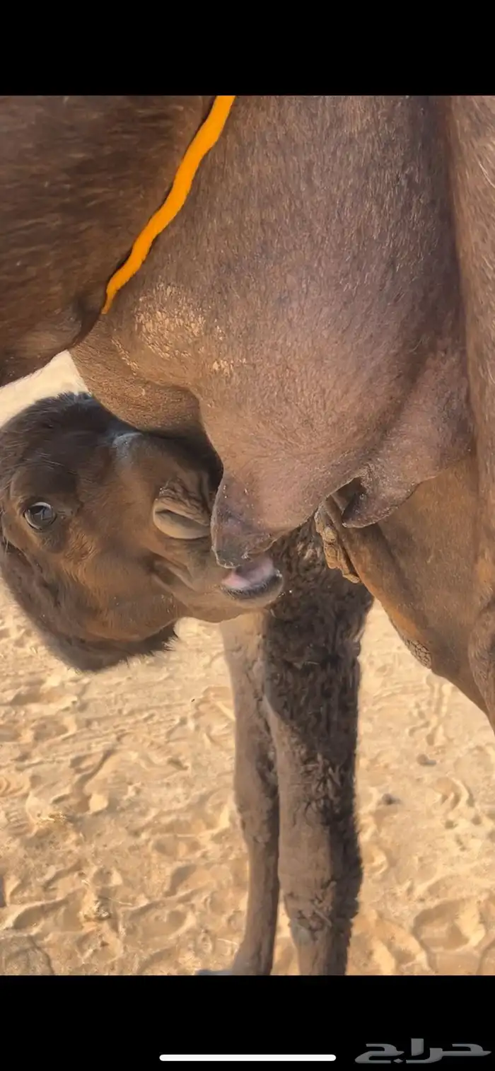 خلفة مجهم كفو 1