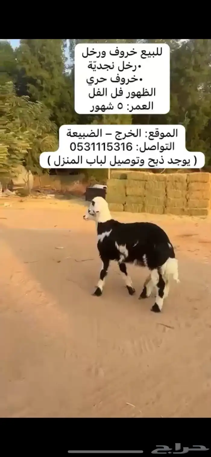 خروف و رخل دواء الثلاجة 0