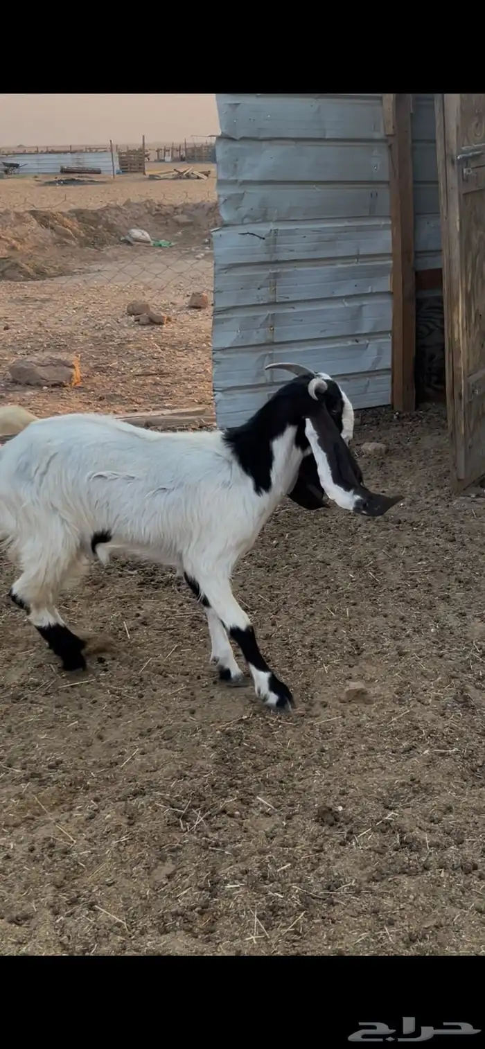 تيس هولندي فحل شرط القريع 7