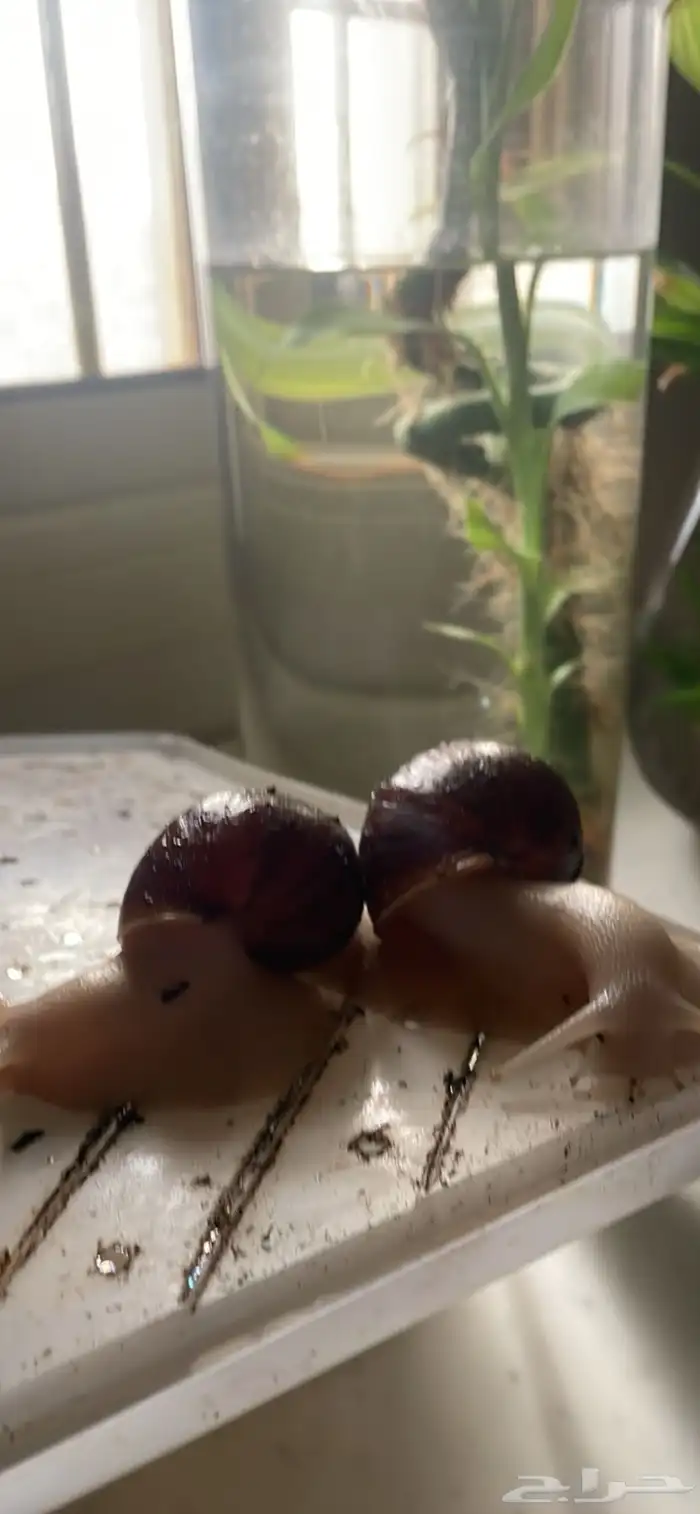 حلزون افريقي عملاق 5