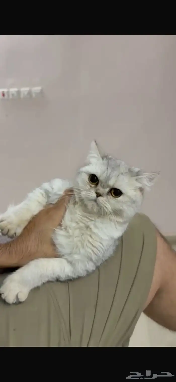 للبيع انثى سكوتش ستريت سلفر مستوى فاخر 3