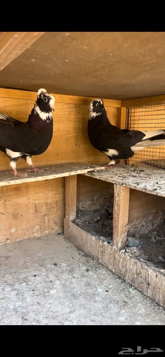 حمام قطيفي للبيع (تم البيع ) 10