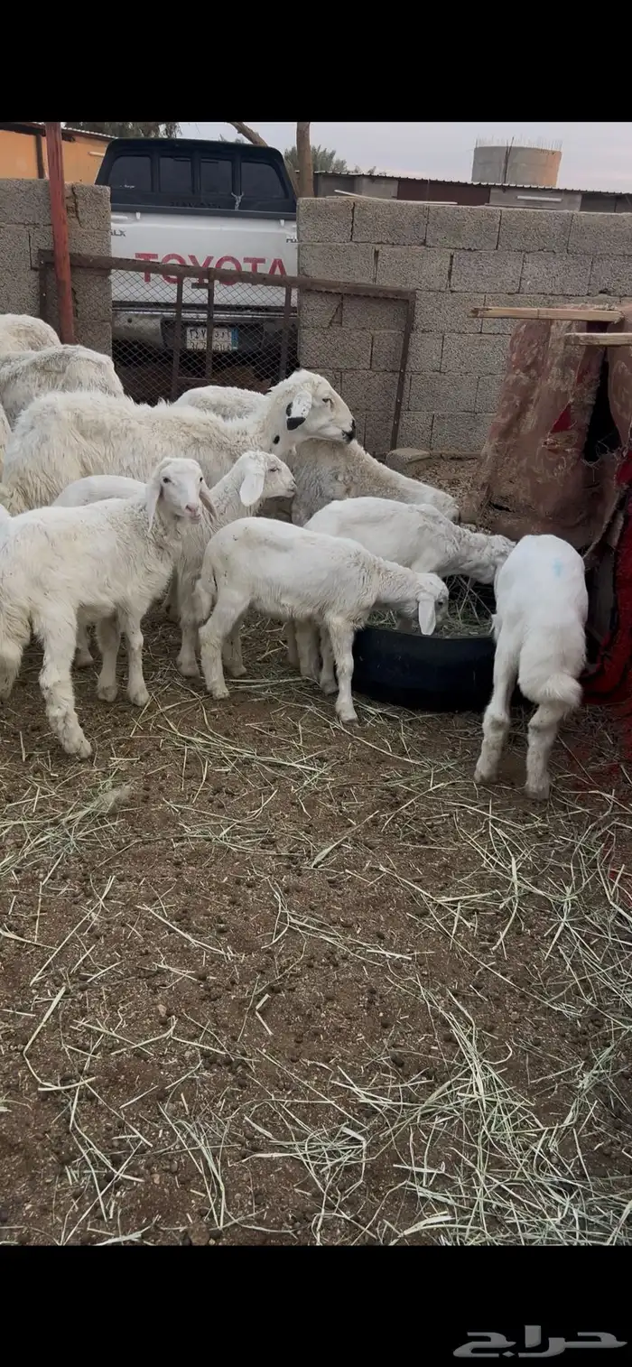 حريات متابيع 3