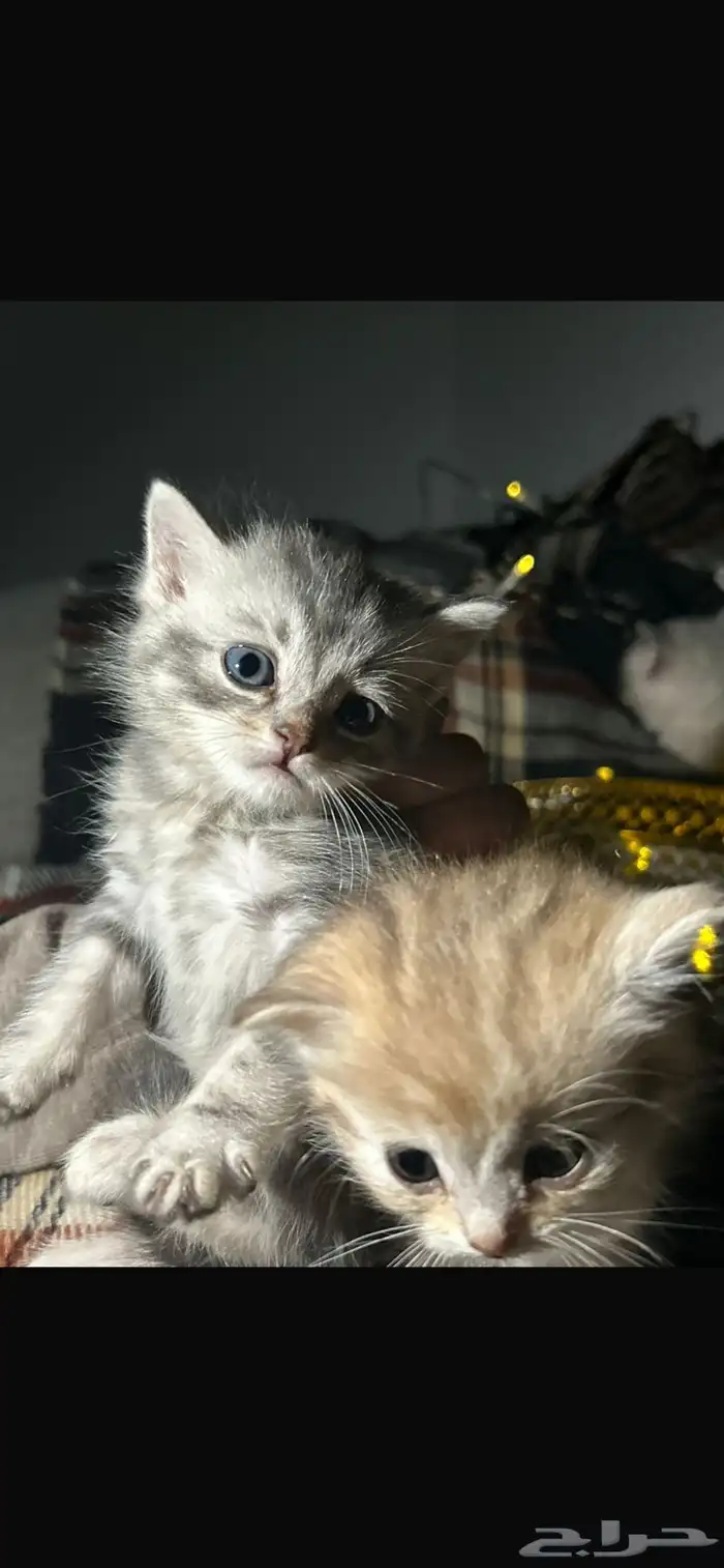 قطط كيتن للبيع 2