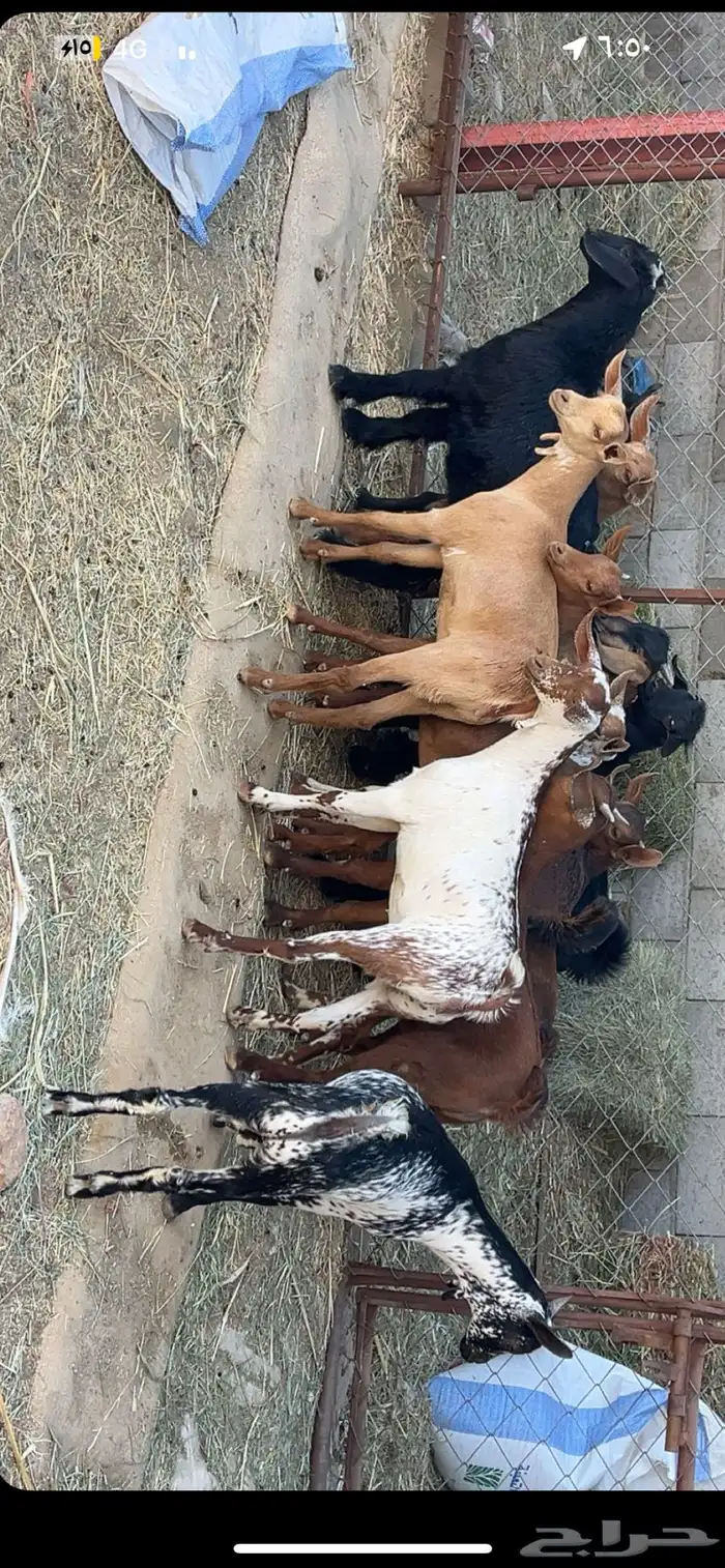 تيوس وعنقان 2