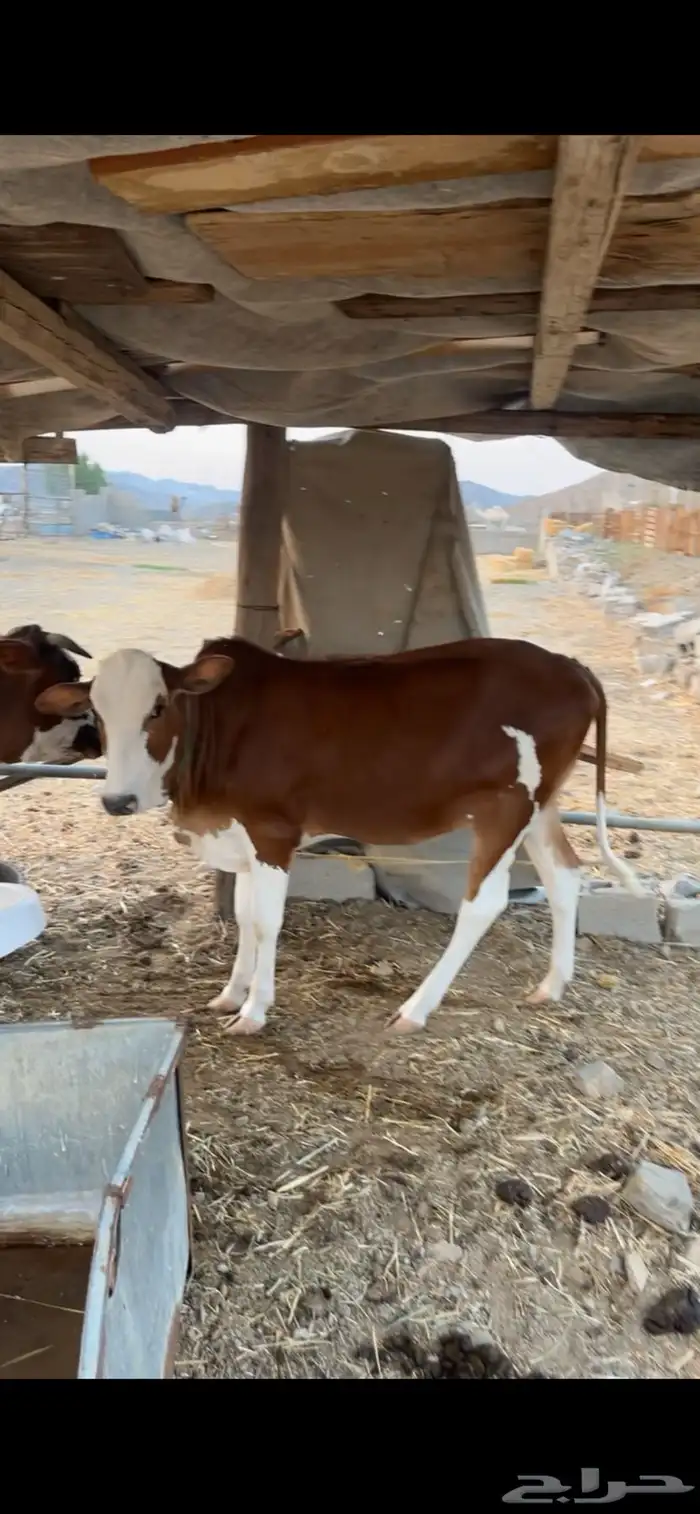 حسيله صنف للبيع 1