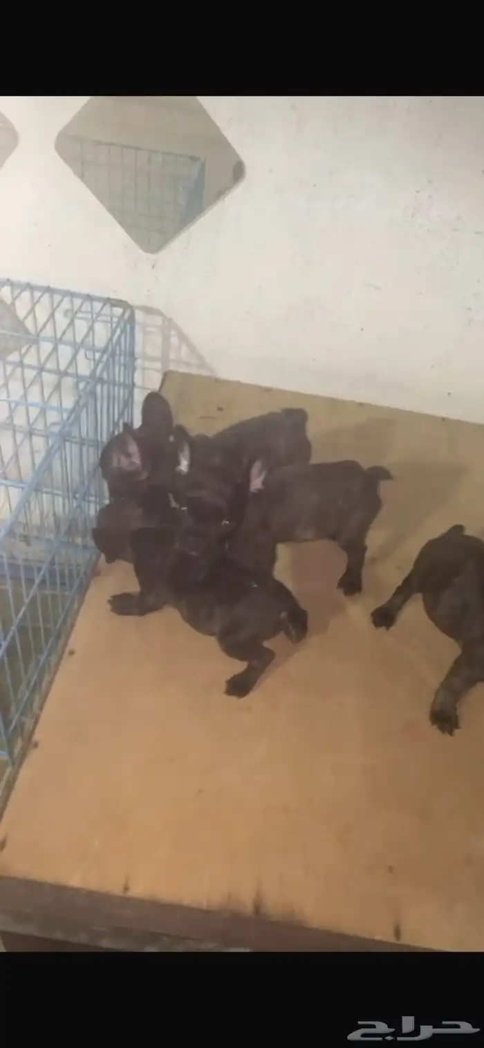 فرنش بول دوق بيور 45يوم 6