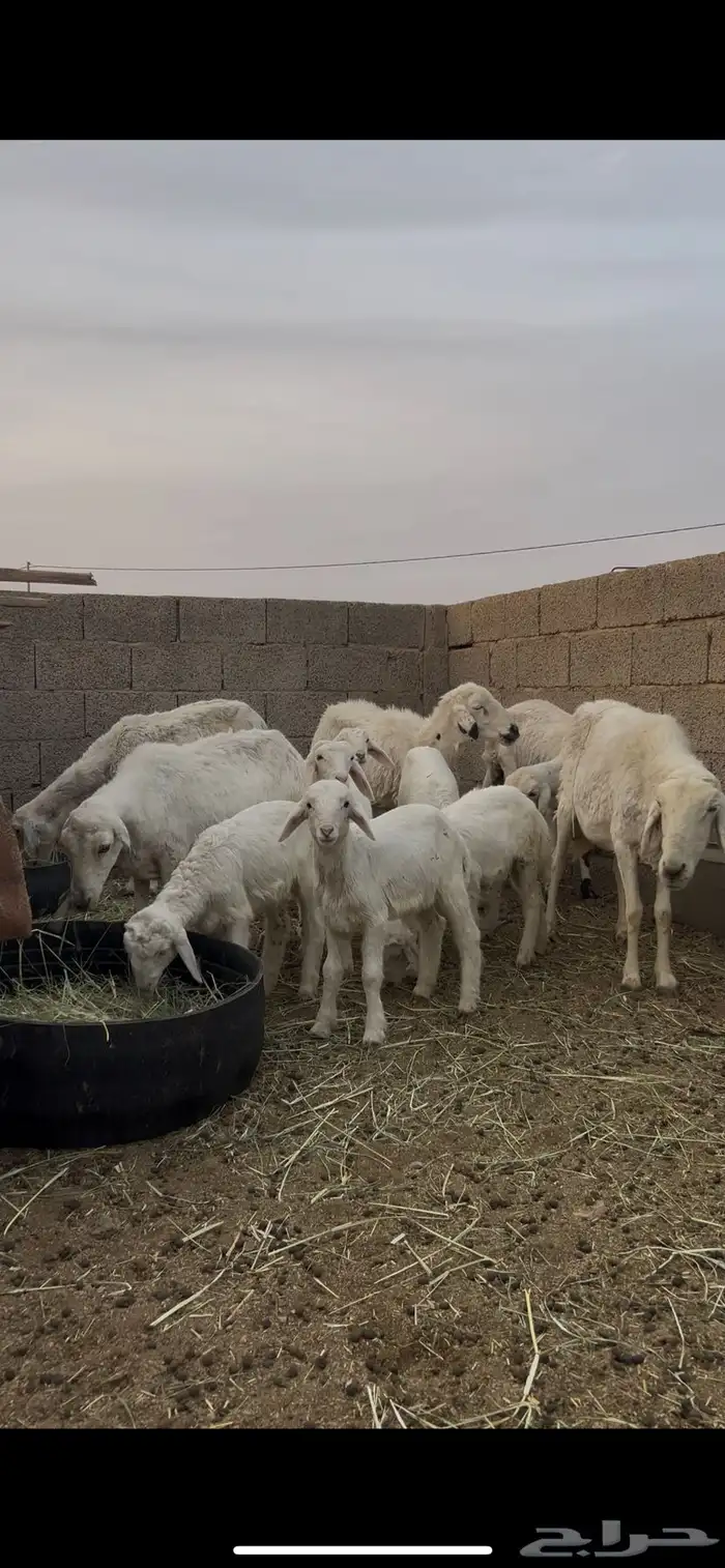 حريات متابيع 1