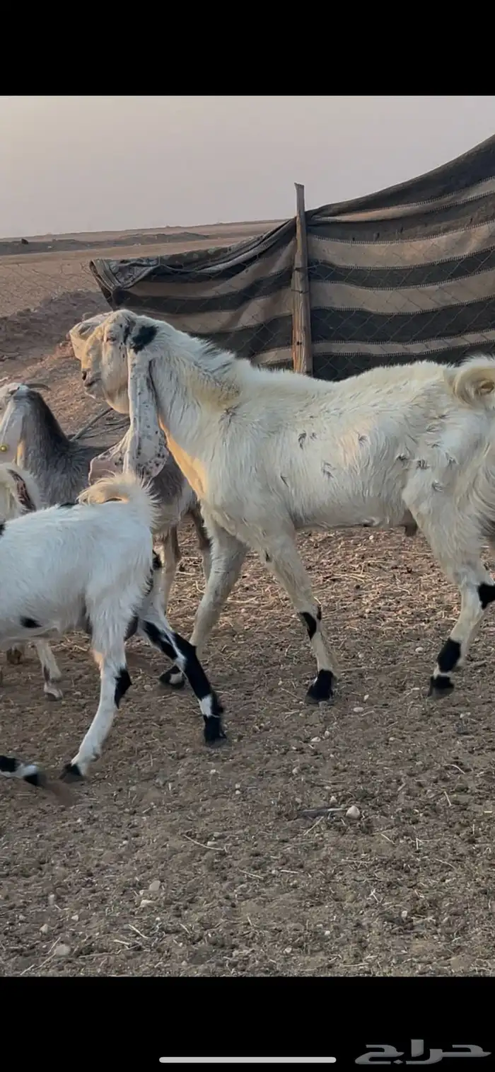 تيس هولندي فحل شرط القريع 0