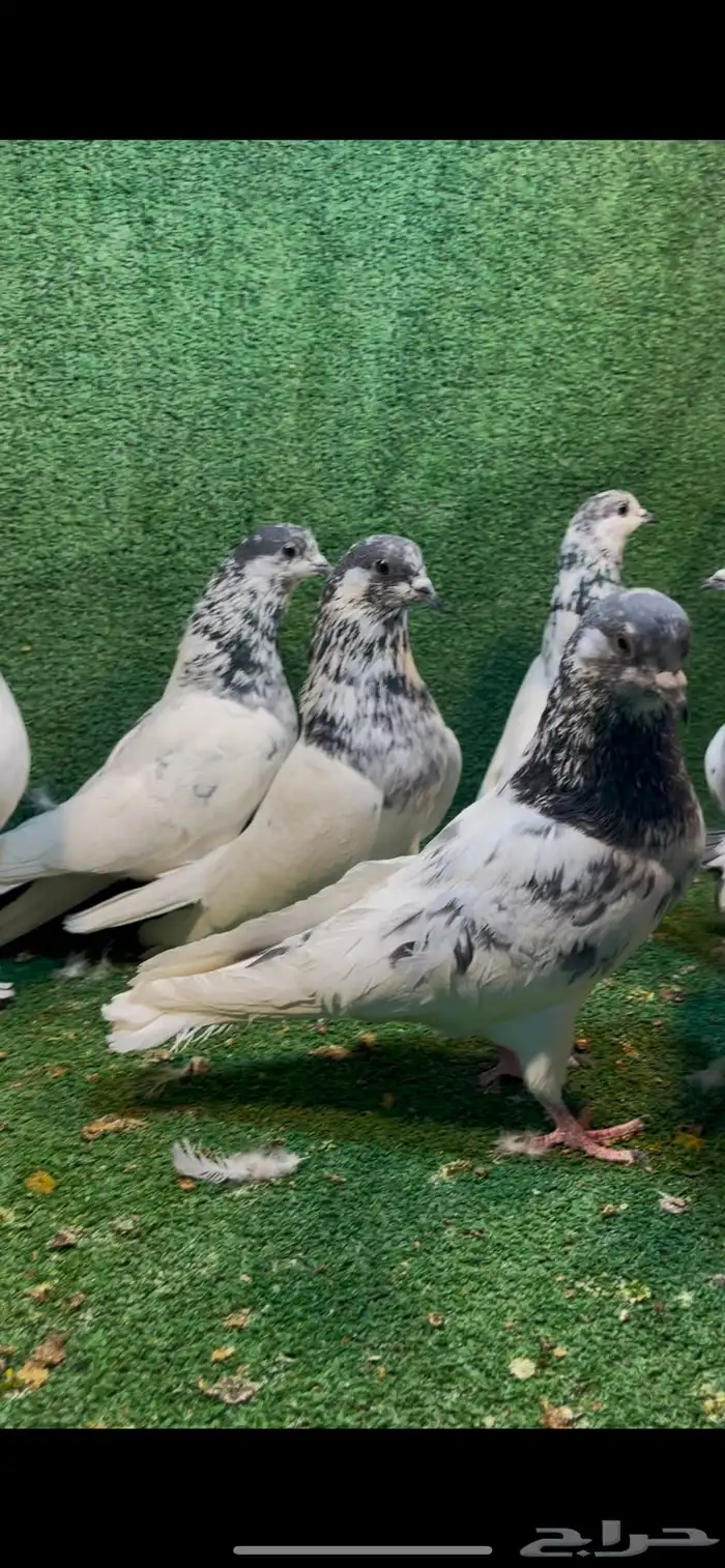 للبيع حمام بانتيز 0