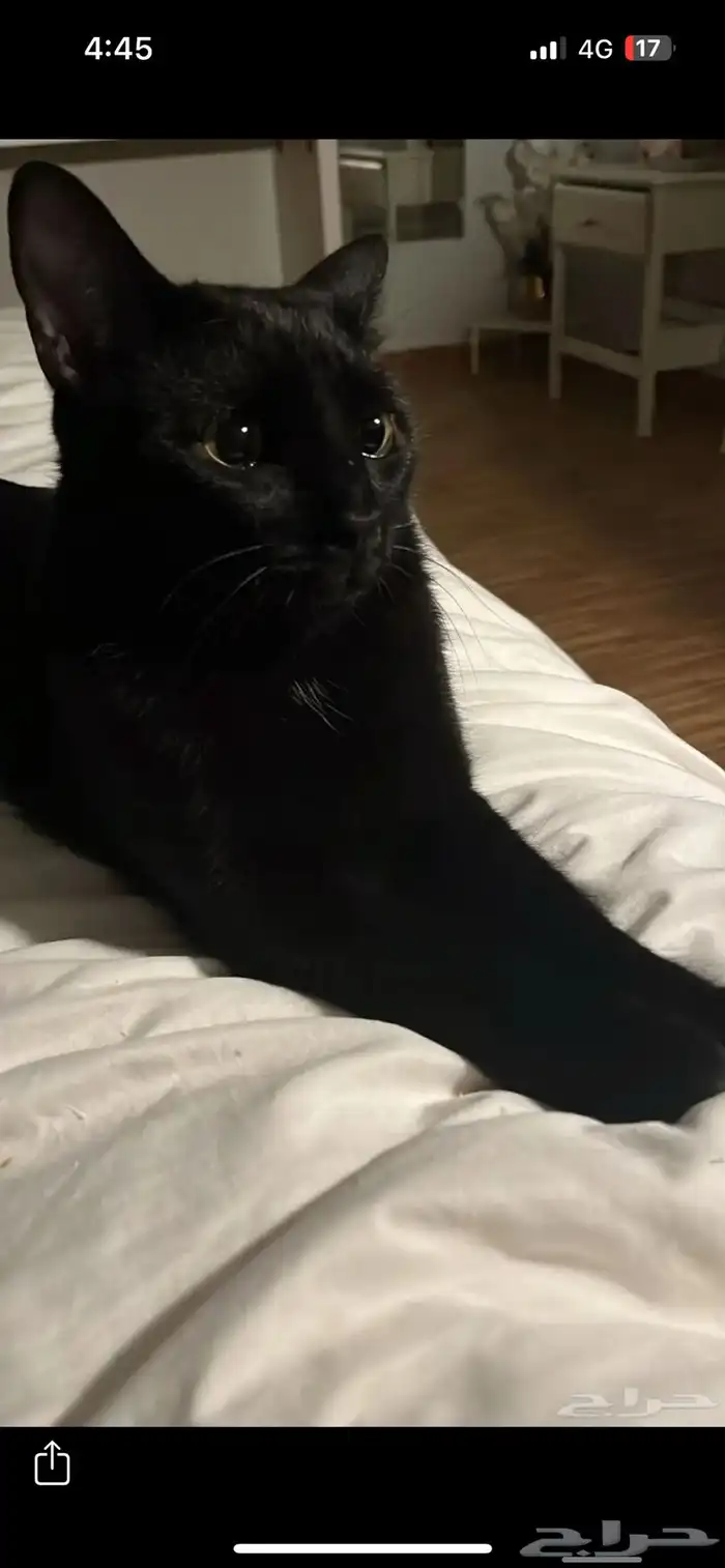 قطط للتبني 6