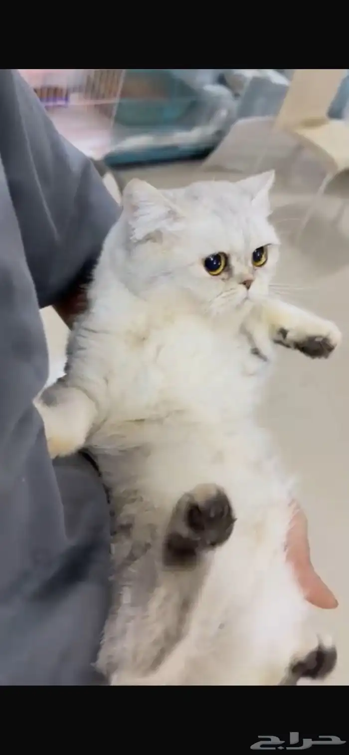 للبيع انثى سكوتش ستريت سلفر مستوى فاخر 4