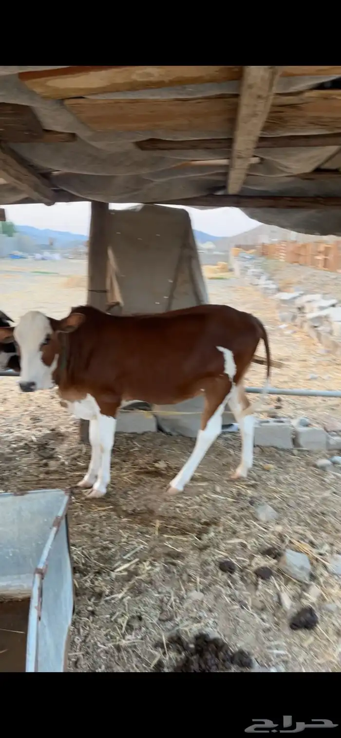 حسيله صنف للبيع 3