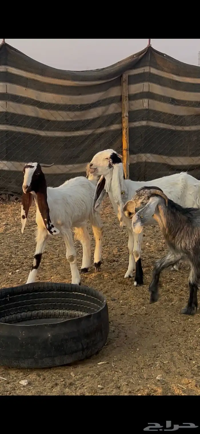 تيس هولندي فحل شرط القريع 5